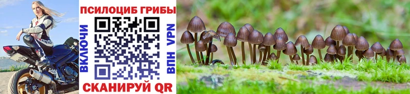 Псилоцибиновые грибы Cubensis  как найти закладки  Петров Вал 